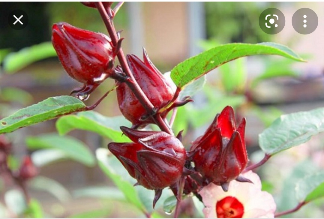   Sự Khác Biệt Giữa Hoa Atiso Xanh Và Hoa Atiso Đỏ 