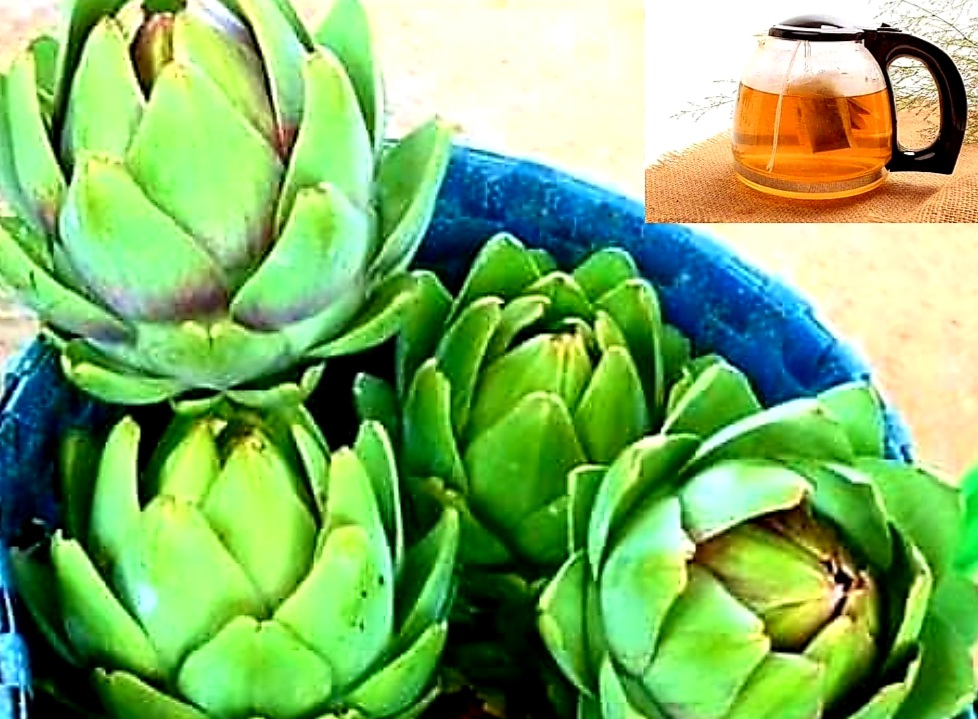 HOA ATISO ĐÀ LẠT 