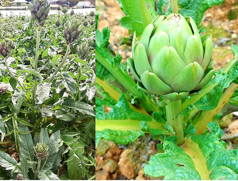 Hoa atiso Đà Lạt. Hoa atiso Đà Lạt 