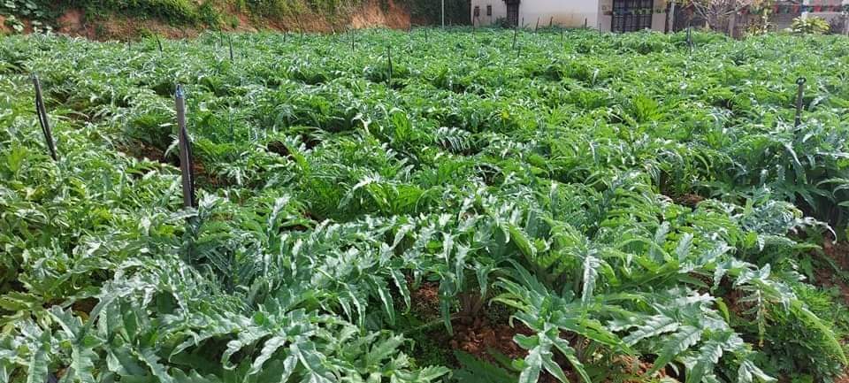 Cây Atiso Có Những Công Dụng Tuyệt Vời Bạn Nên Biết 