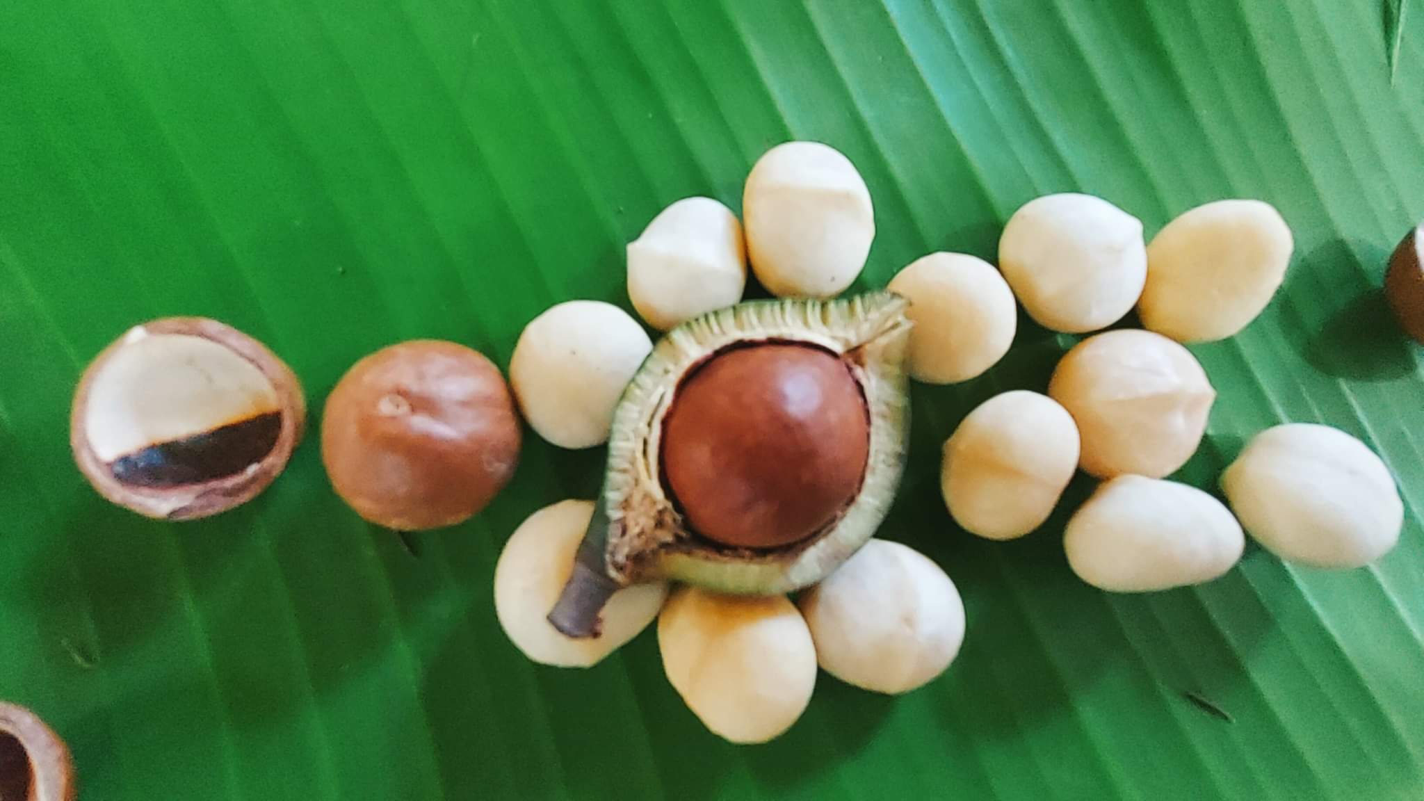 Hạt Macca Chủng OC Có Những Ưu Điểm Gì?