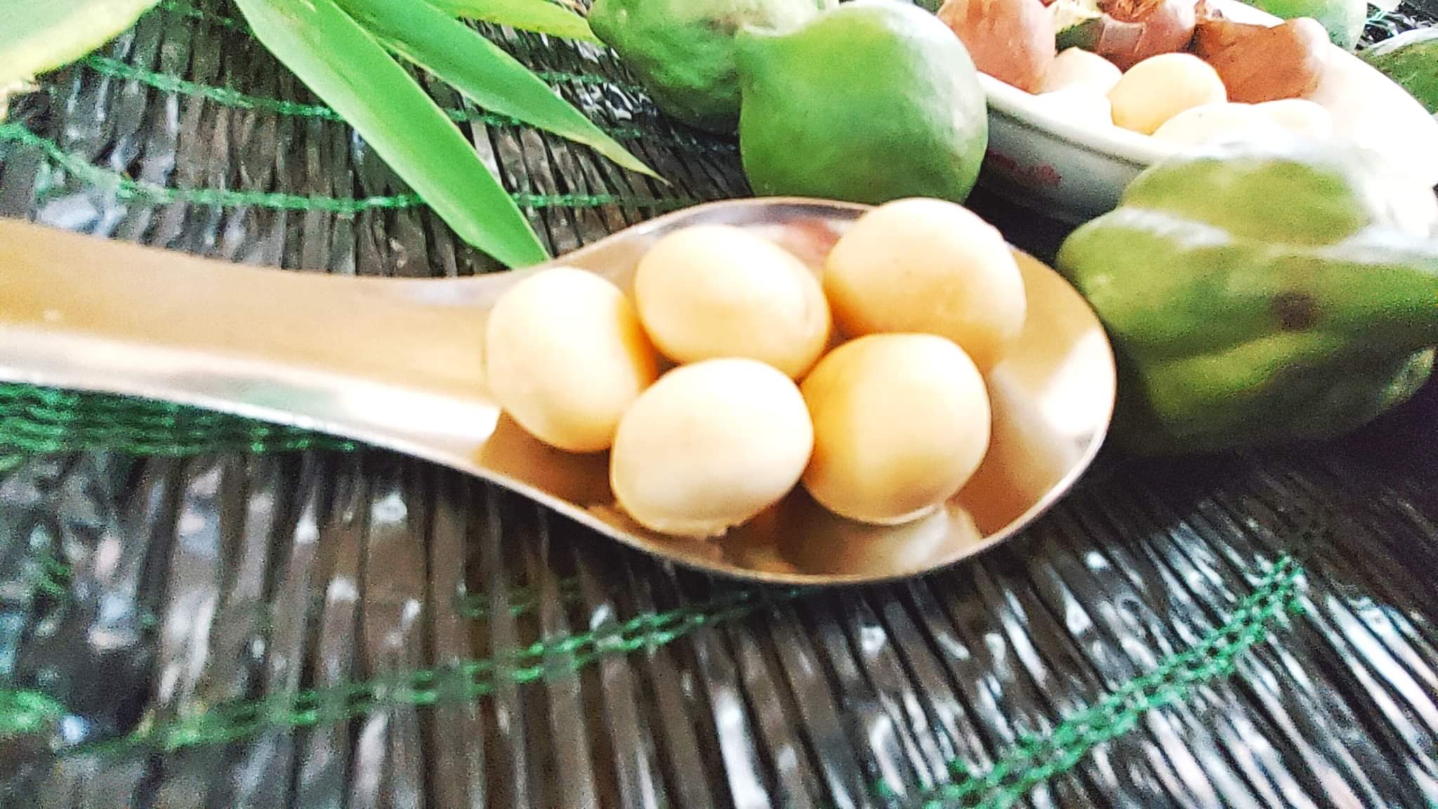 Hạt Macca Chủng OC Có Những Ưu Điểm Gì?