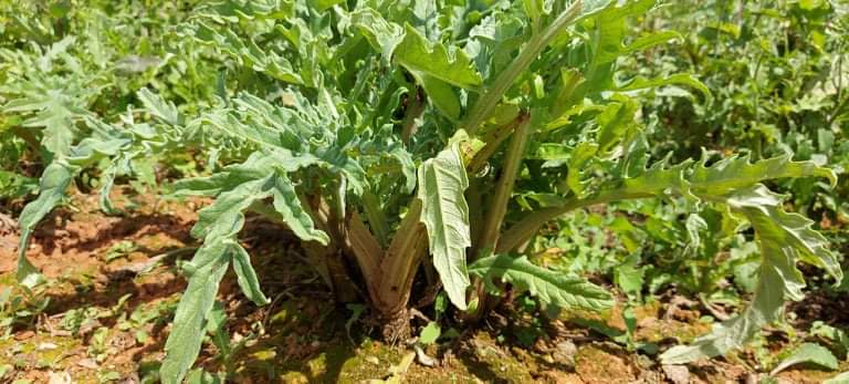 Những Ai Nên Sử Dụng Trà Atiso Túi Lọc?