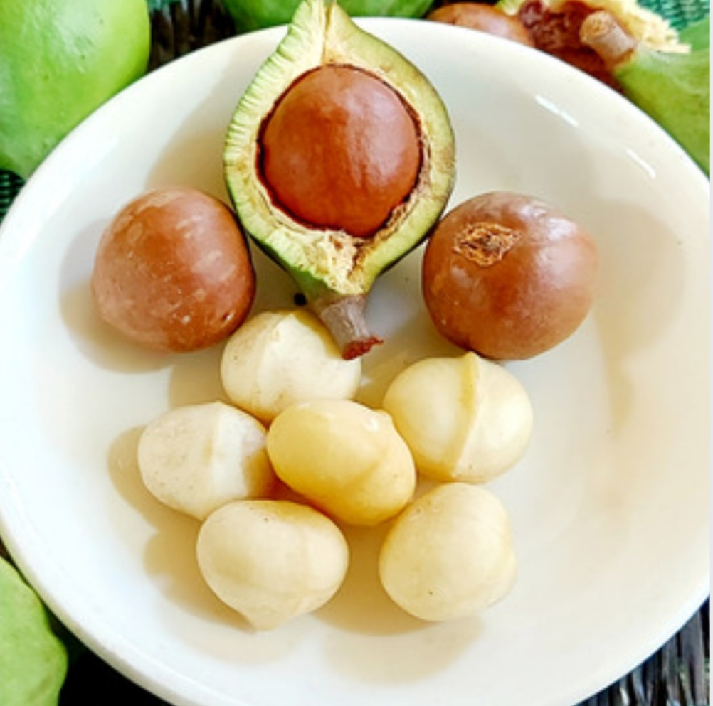 HẠT MACCA CÓ TÁC DỤNG GÌ? THÀNH PHẦN DINH DƯỠNG CỦA HẠT MACCA