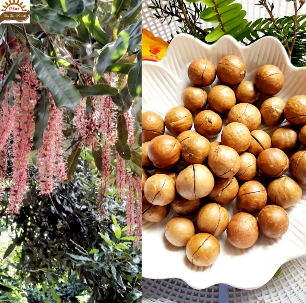 ĂN HẠT MACCA CÓ TÁC DỤNG GÌ?