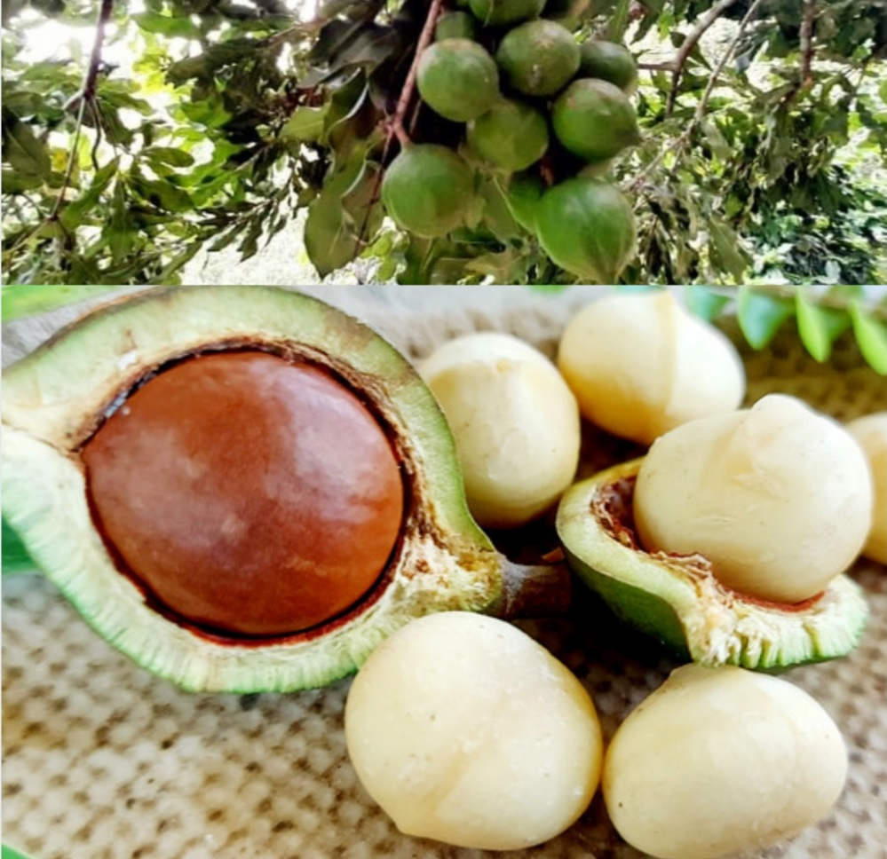 ĂN HẠT MACCA CÓ TÁC DỤNG GÌ?