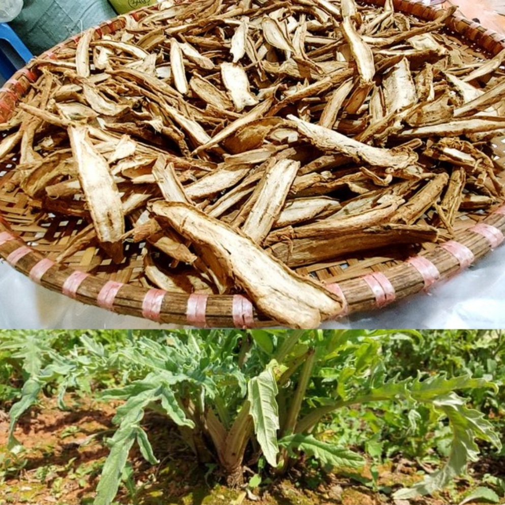 RỄ ATISO SẤY KHÔ