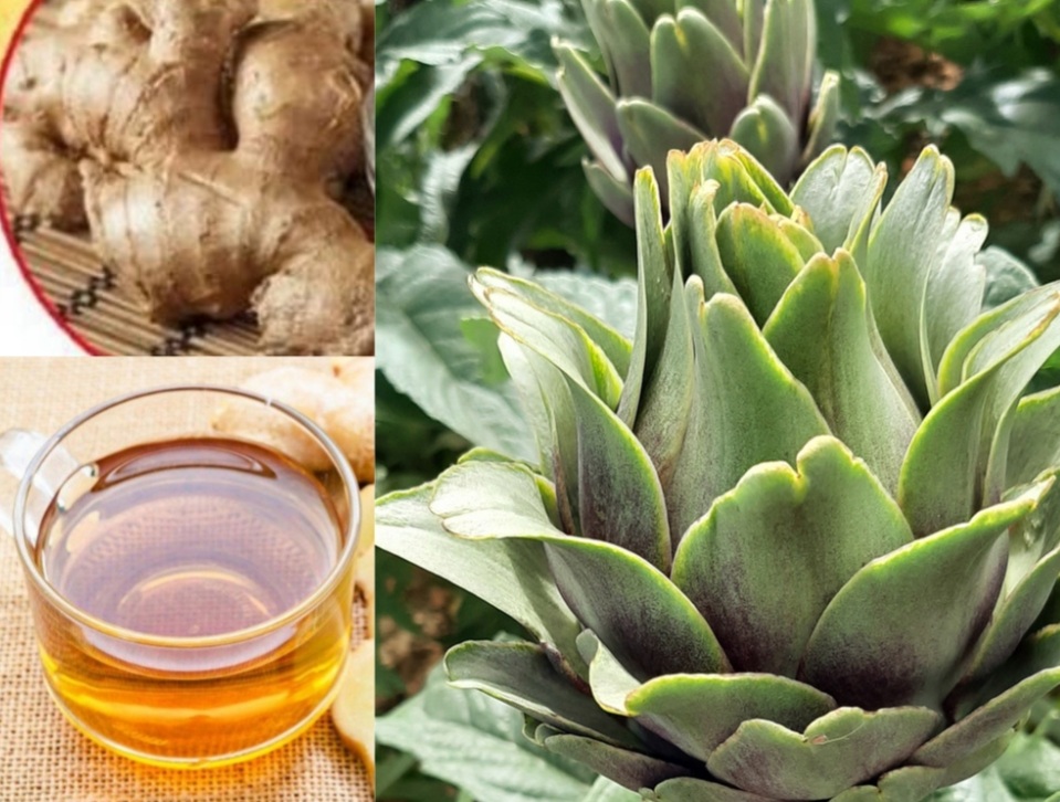 CÔNG DỤNG TRÀ ATISO GỪNG LÀ GÌ?