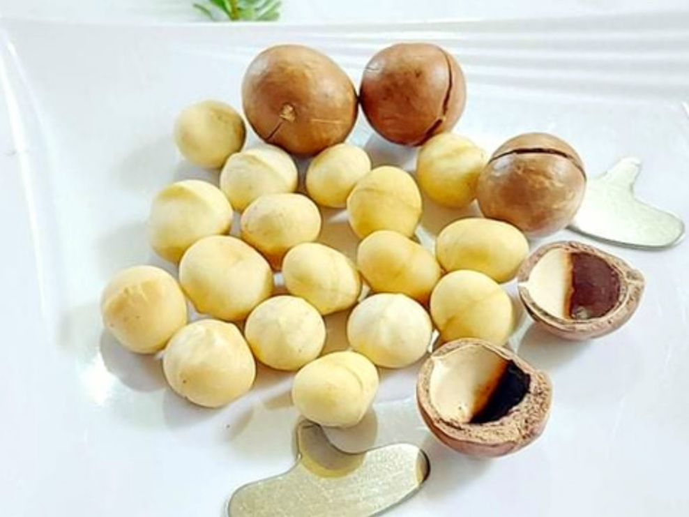 HẠT MẮC CA ĐÀ LẠT HẠT MẮC CA LÊ LOAN