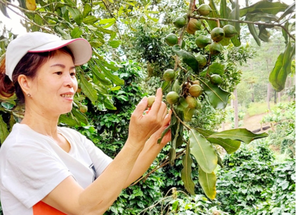 HẠT MẮC CA ĐÀ LẠT ĐẶC SẢN ĐÀ LẠT LÊ LOAN