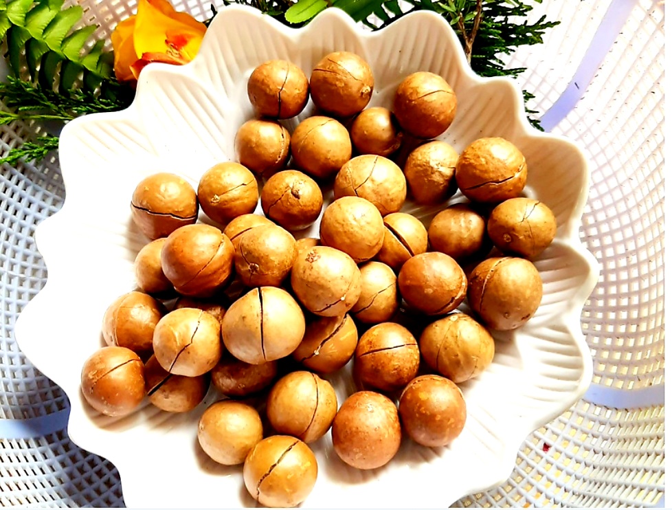 HẠT MẮC CA ĐÀ LẠT HẠT MẮC CA ĐÀ LẠT TRỒNG Ở ĐÂU