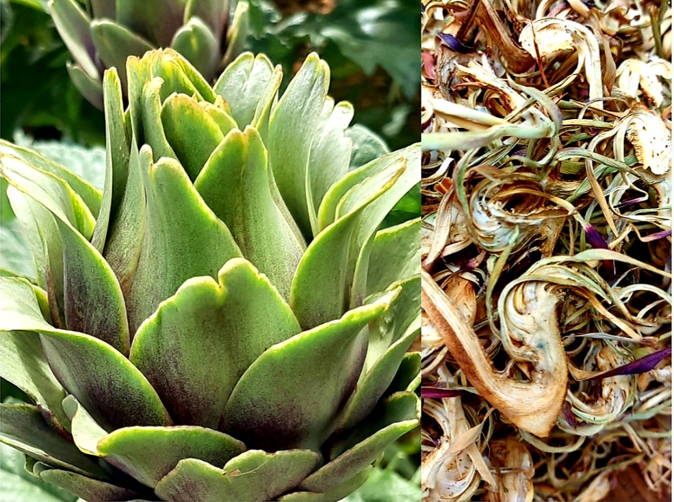 HOA ATISO ĐÀ LẠT SẤY KHÔ ĐẶC SẢN ĐÀ LẠT LÊ LOAN