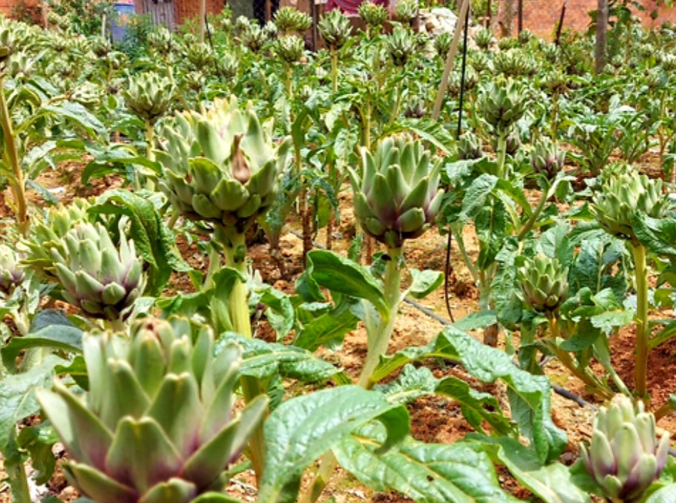 HOA ATISO ĐÀ LẠT SẤY KHÔ ĐẶC SẢN ĐÀ LẠT LÊ LOAN