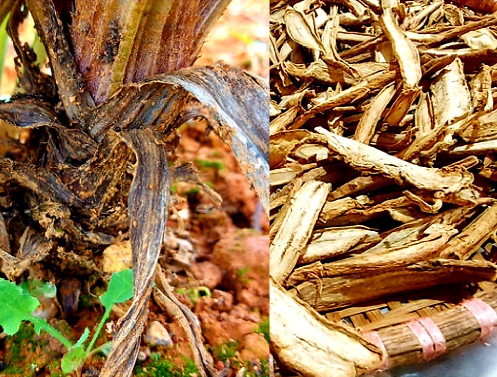 Atiso Sấy Khô Đà Lạt Tốt Cho Gan ? Những Ai Nên Dùng Rễ Atiso?