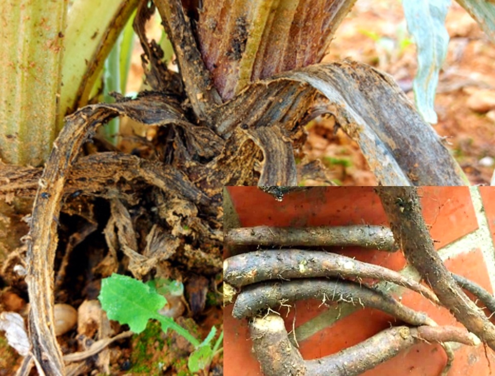 Atiso Sấy Khô Đà Lạt Tốt Cho Gan ? Những Ai Nên Dùng Rễ Atiso?