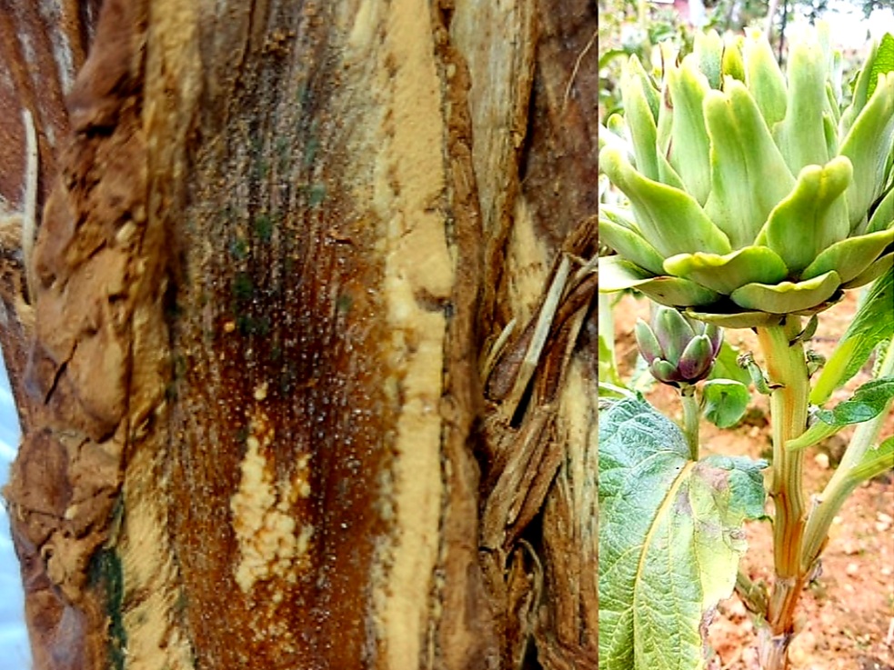 Thân Atiso Đà Lạt Sấy Khô Có Tác Dụng Gì? Huóng Dẫn Sử Dụng Rễ Atiso Đà Lạt Sấy Khô.