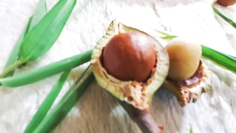 Mẹ Bầu Ăn Hạt Macca Có Tốt Không? Nên Ăn Vào Thời Điểm Nào Tốt Nhất 