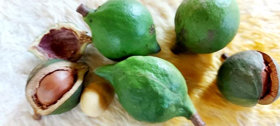 Mẹ Bầu Ăn Hạt Macca Có Tốt Không? Nên Ăn Vào Thời Điểm Nào Tốt Nhất 