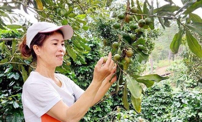 Hạt macca có tốt cho mẹ bầu không