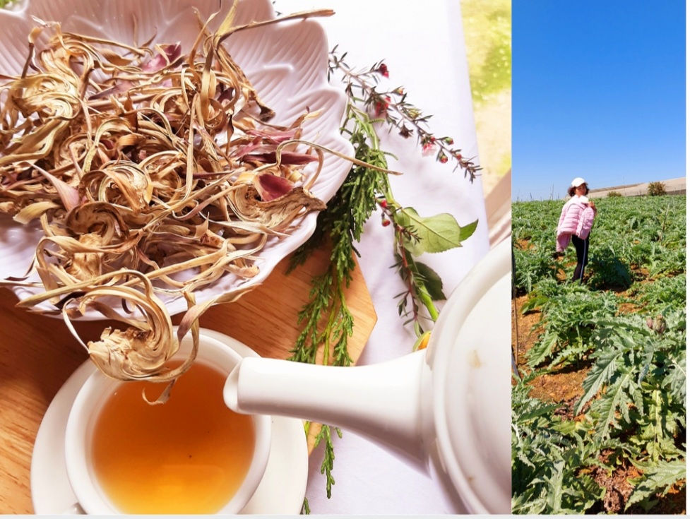 Hoa Atiso Đà Lạt Có Mấy Loại - Công Dụng Hoa atiso Đà Lạt Với Sức khỏe