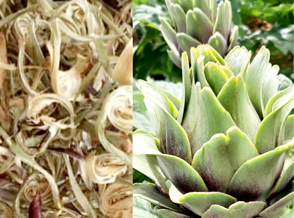 Cách Chọn Bông Atiso Đà Lạt Sấy Khô Hàng Chuẩn - Mua Bông Atiso Đà Lạt Sấy Khô Hàng Chuẩn Ở Đâu?