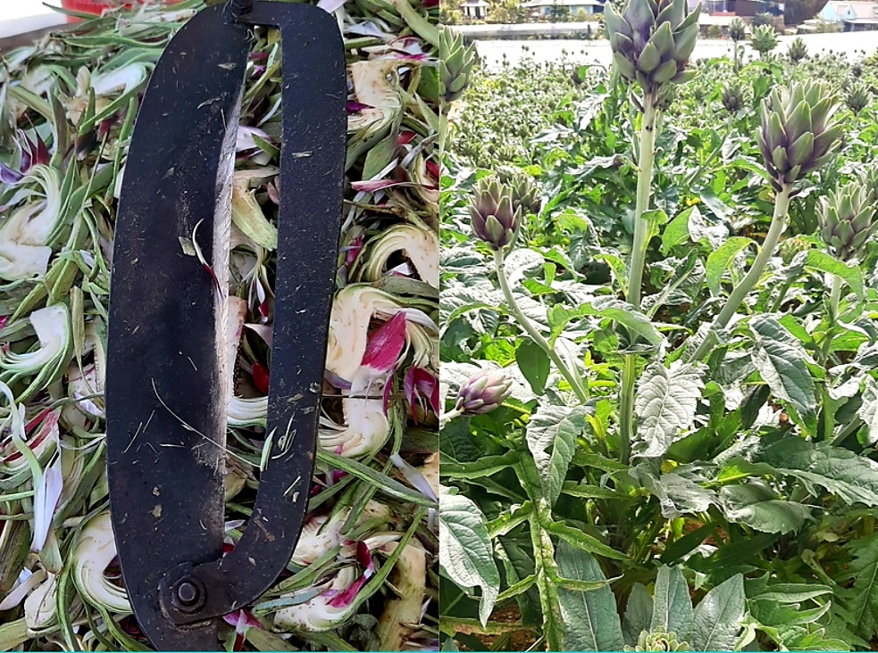 Cách Chọn Bông Atiso Đà Lạt Sấy Khô Hàng Chuẩn - Mua Bông Atiso Đà Lạt Sấy Khô Hàng Chuẩn Ở Đâu?