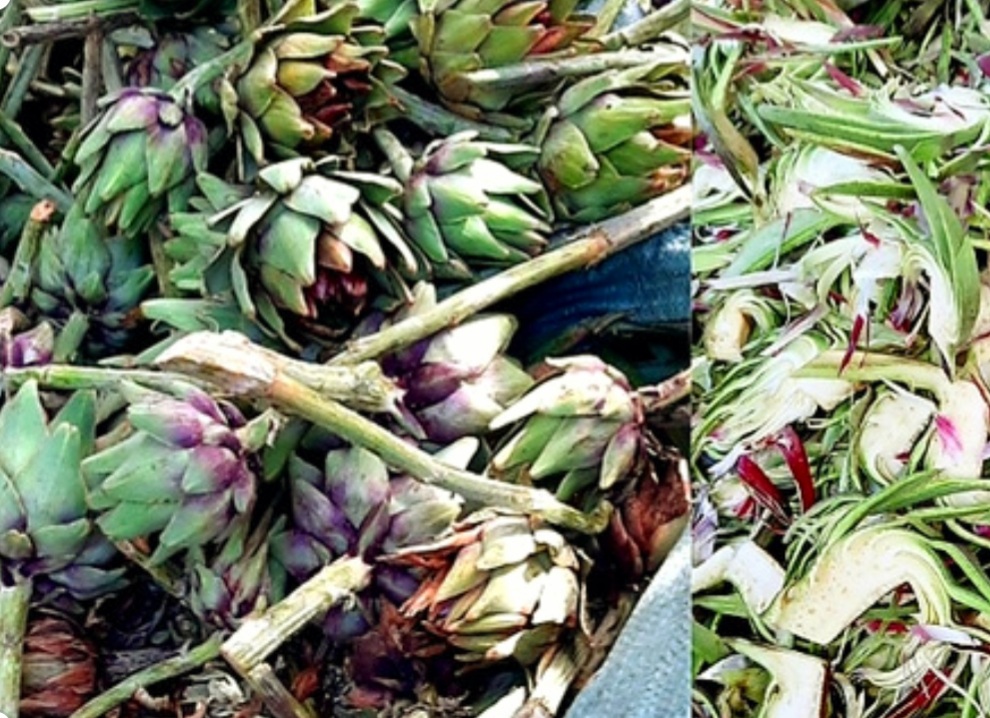 Cách Chọn Bông Atiso Đà Lạt Sấy Khô Hàng Chuẩn - Mua Bông Atiso Đà Lạt Sấy Khô Hàng Chuẩn Ở Đâu?