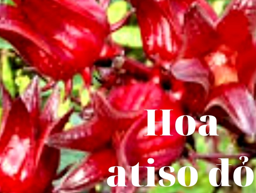 Hoa Atiso Đà Lạt Có Mấy Loại - Công Dụng Hoa atiso Đà Lạt Với Sức khỏe