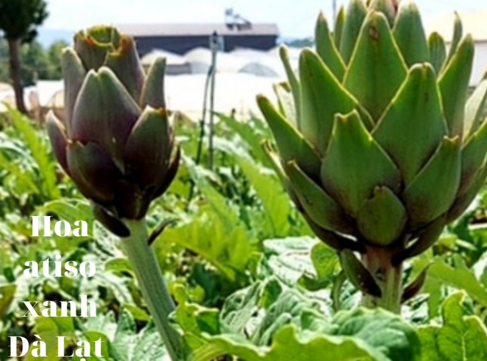 Hoa Atiso Đà Lạt Có Mấy Loại - Công Dụng Hoa atiso Đà Lạt Với Sức khỏe