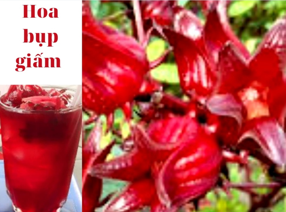 Hoa Atiso Đà Lạt Có Mấy Loại - Công Dụng Hoa atiso Đà Lạt Với Sức khỏe