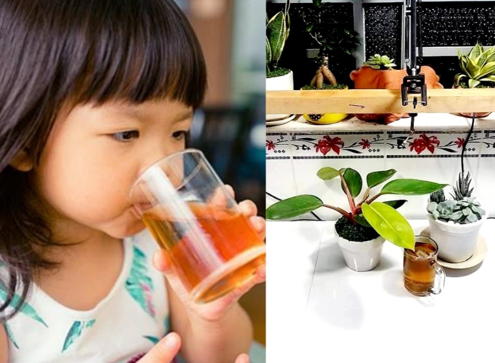 Trẻ Em Uống Trà Atiso Đà Lạt Có Tốt Không