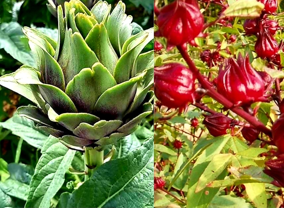 Hoa Atiso Đà Lạt Có Mấy Loại - Công Dụng Hoa atiso Đà Lạt Với Sức khỏe