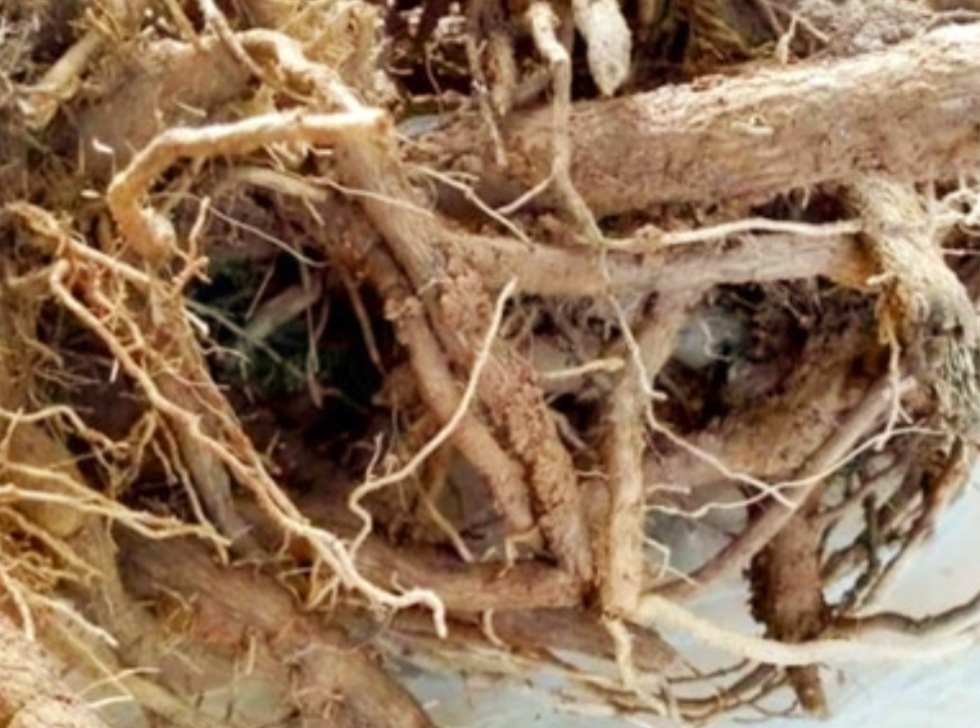 Rễ Atiso Sấy Khô Giải Độc Gan Mua Hàng Chất Lượng Ở Đâu