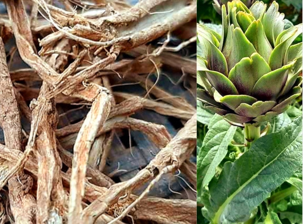 Rễ Atiso Sấy Khô Giải Độc Gan Mua Hàng Chất Lượng Ở Đâu