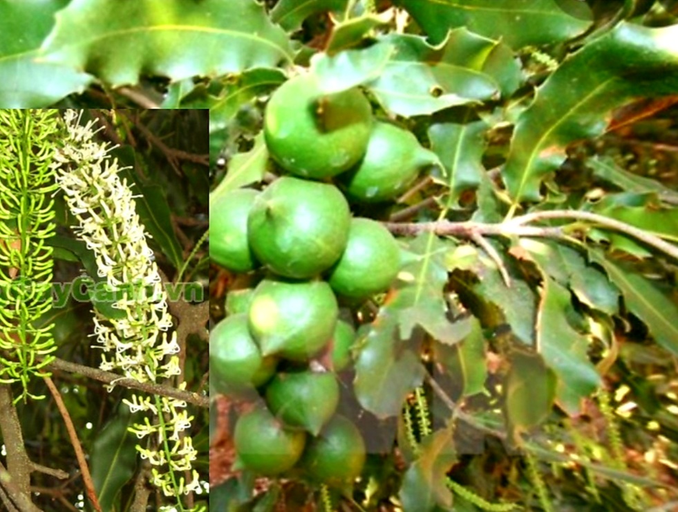 Hạt Mắc Ca Có Tác Dụng Gì? Những Người Nên Hạn Chế Ăn Hạt Mắc Ca