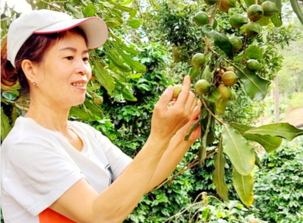 Hạt Mắc Ca Có Tác Dụng Gì? Những Người Nên Hạn Chế Ăn Hạt Mắc Ca | Bài 193 |