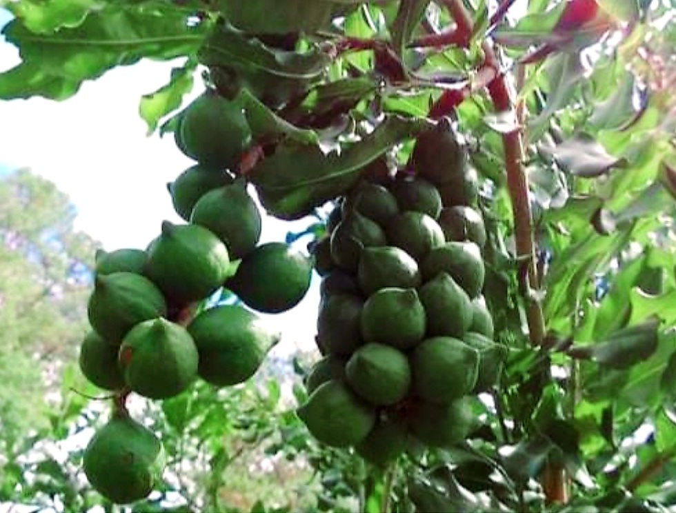 Hạt Mắc Ca Có Tác Dụng Gì? Những Người Nên Hạn Chế Ăn Hạt Mắc Ca