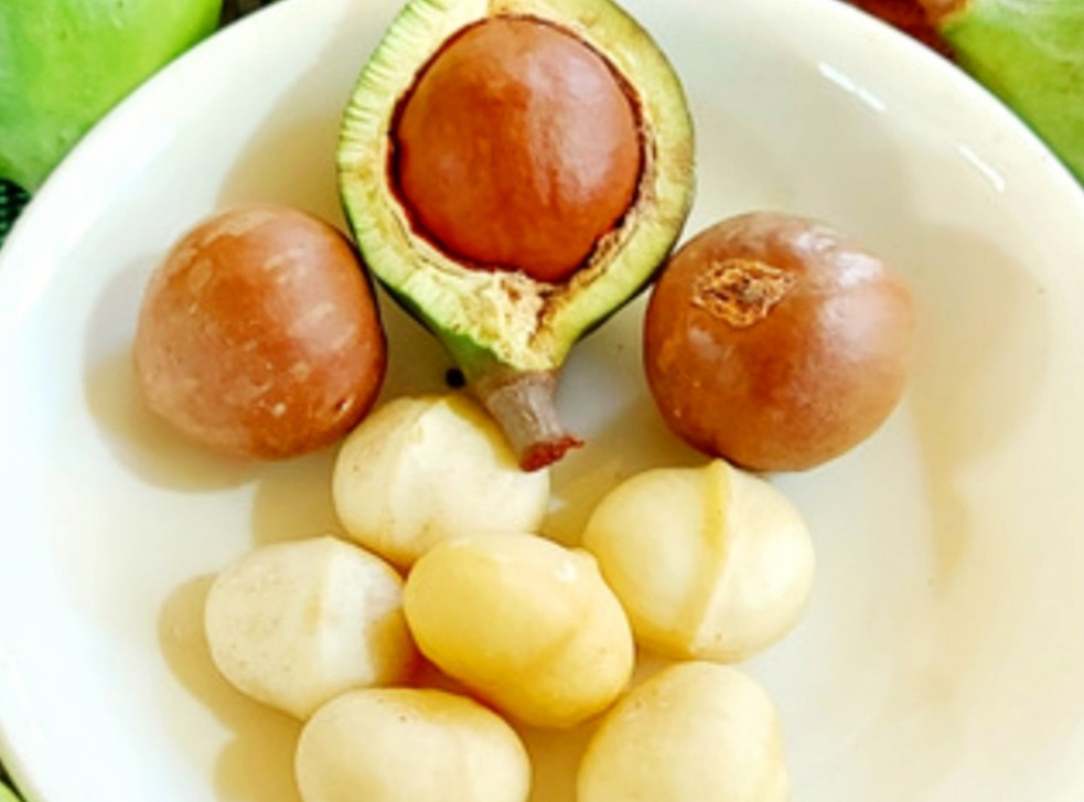 Hạt Mắc Ca Có Tác Dụng Gì? Những Người Nên Hạn Chế Ăn Hạt Mắc Ca