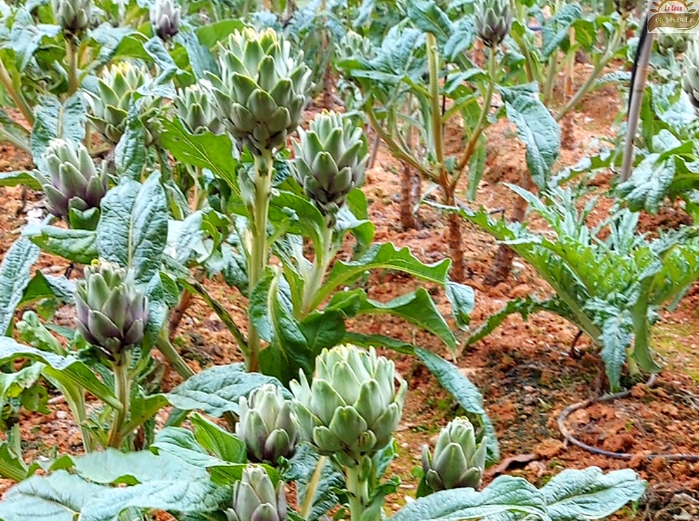 Công Dụng Thân Thân Atiso Đà Lạt Sấy Khô Là Gì?