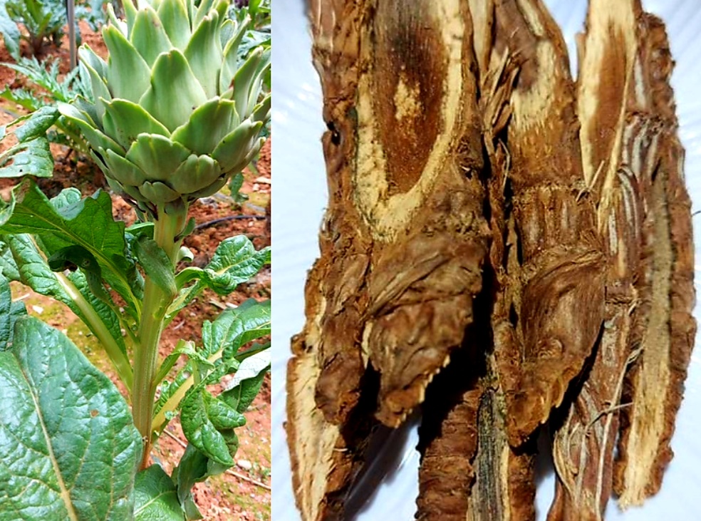 Công Dụng Thân Thân Atiso Đà Lạt Sấy Khô Là Gì?