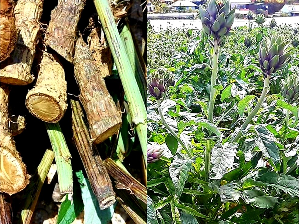 Công Dụng Thân Thân Atiso Đà Lạt Sấy Khô Là Gì?