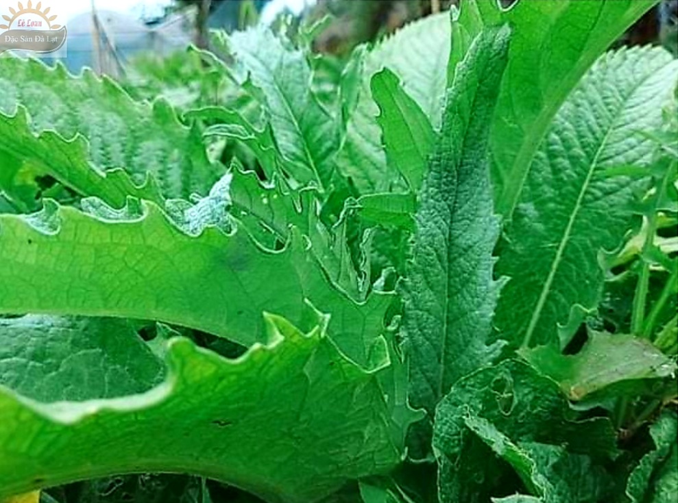 Lá Atiso Đà Lạt Có Công Dụng Gì- Cách Sử Dụng Lá Atiso Đà Lạt