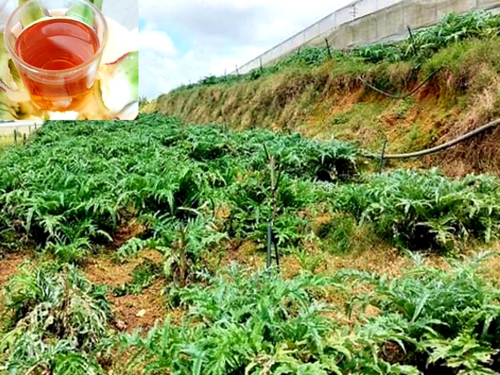 Lá Atiso Đà Lạt Có Công Dụng Gì- Cách Sử Dụng Lá Atiso Đà Lạt