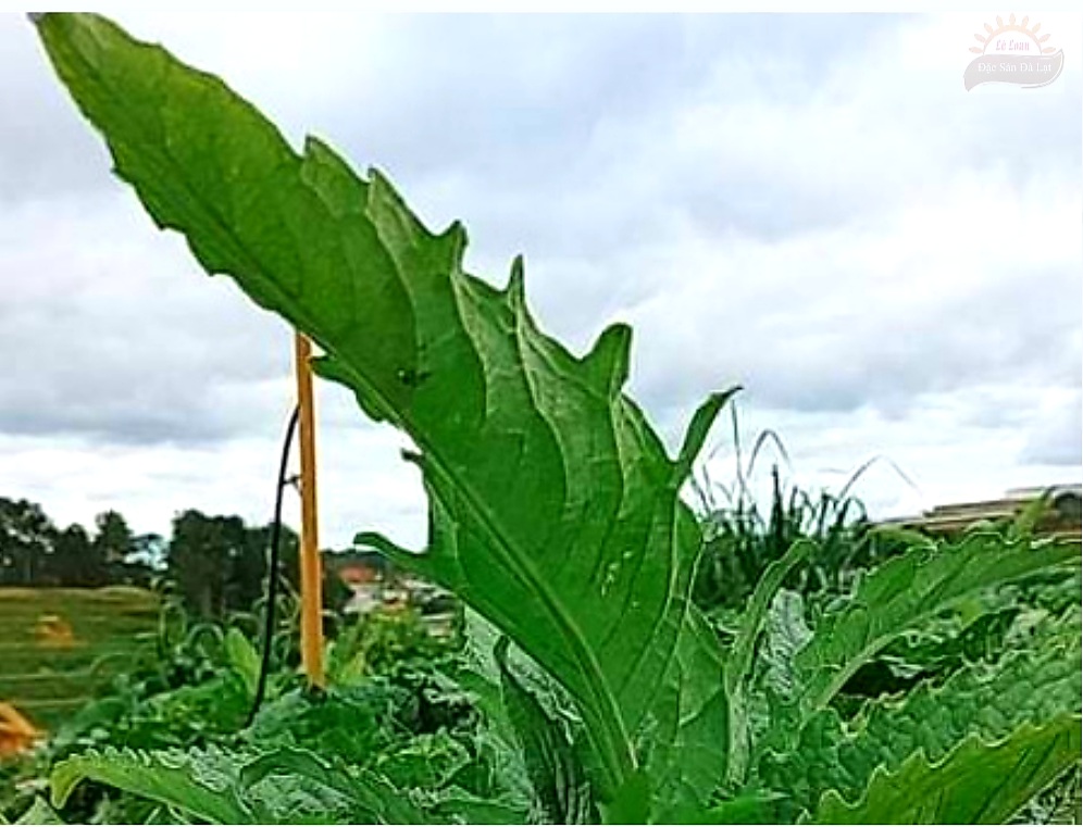 Lá Atiso Đà Lạt Có Công Dụng Gì- Cách Sử Dụng Lá Atiso Đà Lạt