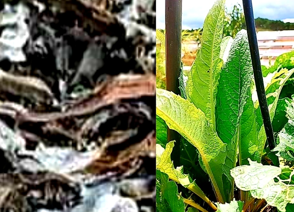 Lá Atiso Đà Lạt Có Công Dụng Gì- Cách Sử Dụng Lá Atiso Đà Lạt