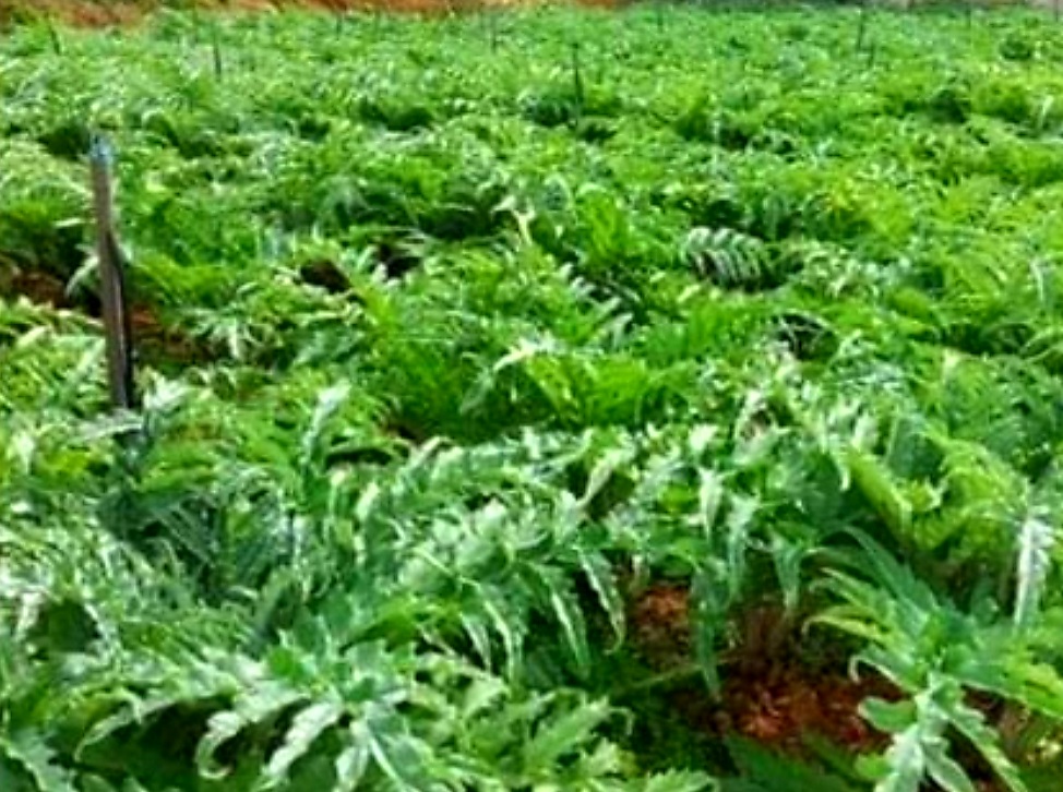 Lá Atiso Đà Lạt Có Công Dụng Gì- Cách Sử Dụng Lá Atiso Đà Lạt