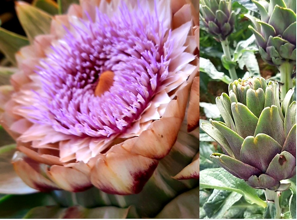 Hoa Atiso Đà Lạt Khi Nở Màu Gì? 9 Điều Cần Biết Về Hoa Atiso Đà Lạt