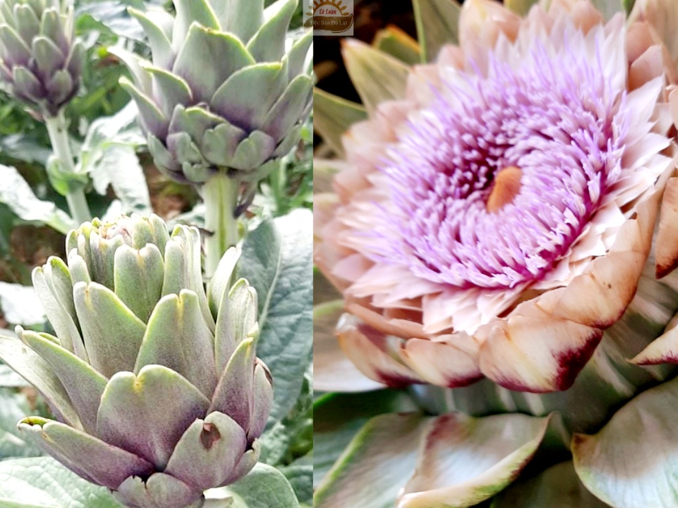 Hoa Atiso Đà Lạt Khi Nở Màu Gì? 9 Điều Cần Biết Về Hoa Atiso Đà Lạt