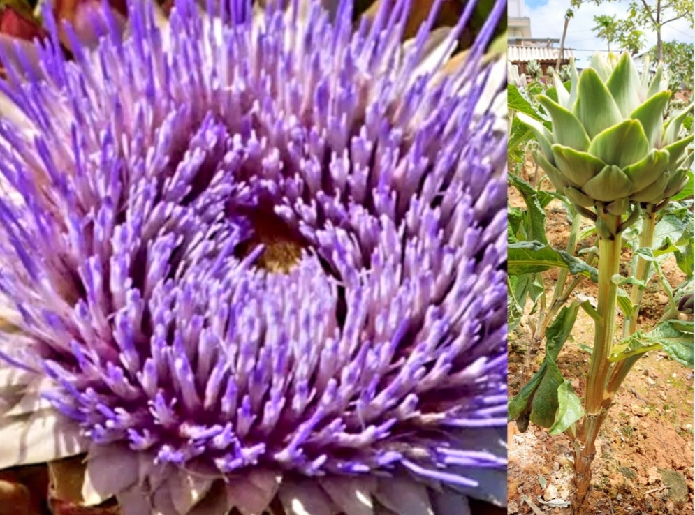 Hoa Atiso Đà Lạt Khi Nở Màu Gì? 9 Điều Cần Biết Về Hoa Atiso Đà Lạt