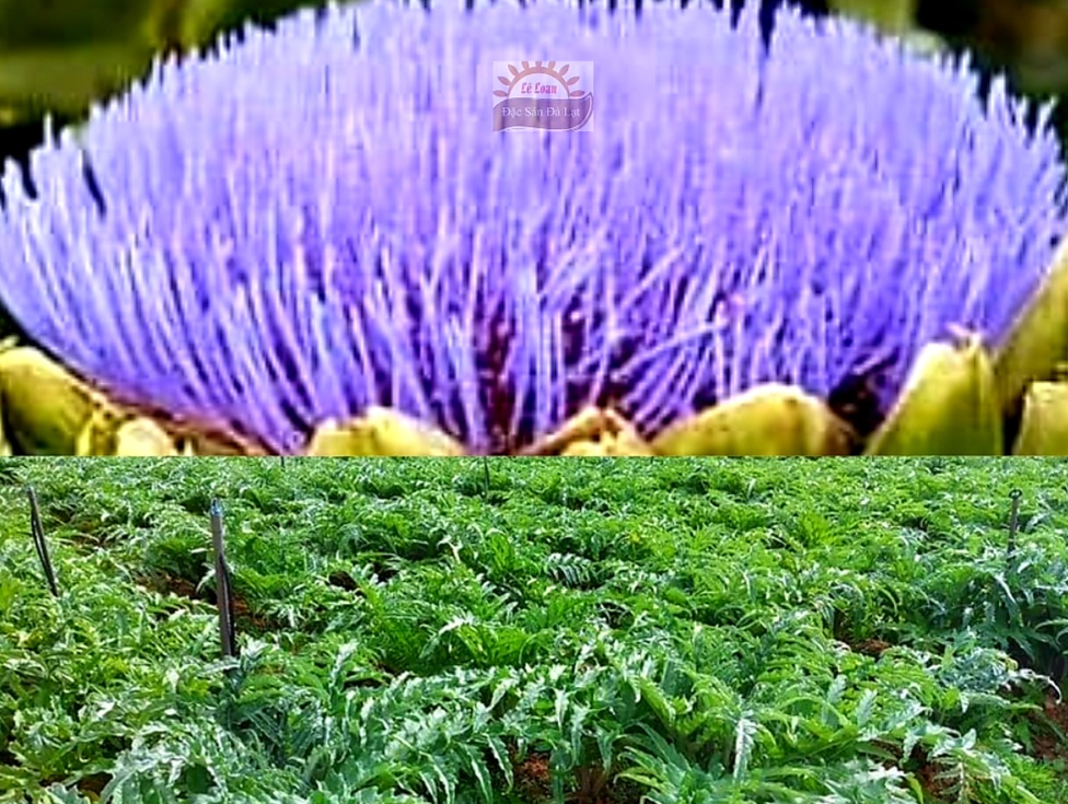 Hoa Atiso Đà Lạt Khi Nở Màu Gì? 9 Điều Cần Biết Về Hoa Atiso Đà Lạt